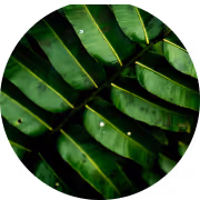 M+ carbon credits issued